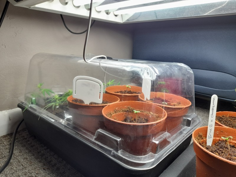 Blue Forest Berry And Agent orange