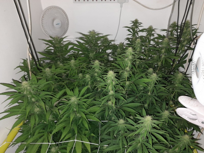 Blue Forest Berry And Agent orange