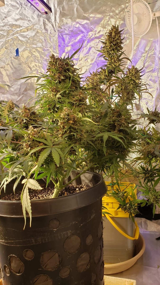 16119496118427688973195221508121