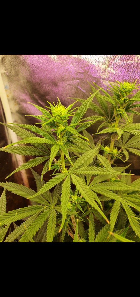 Screenshot_20210129-210944_Gallery