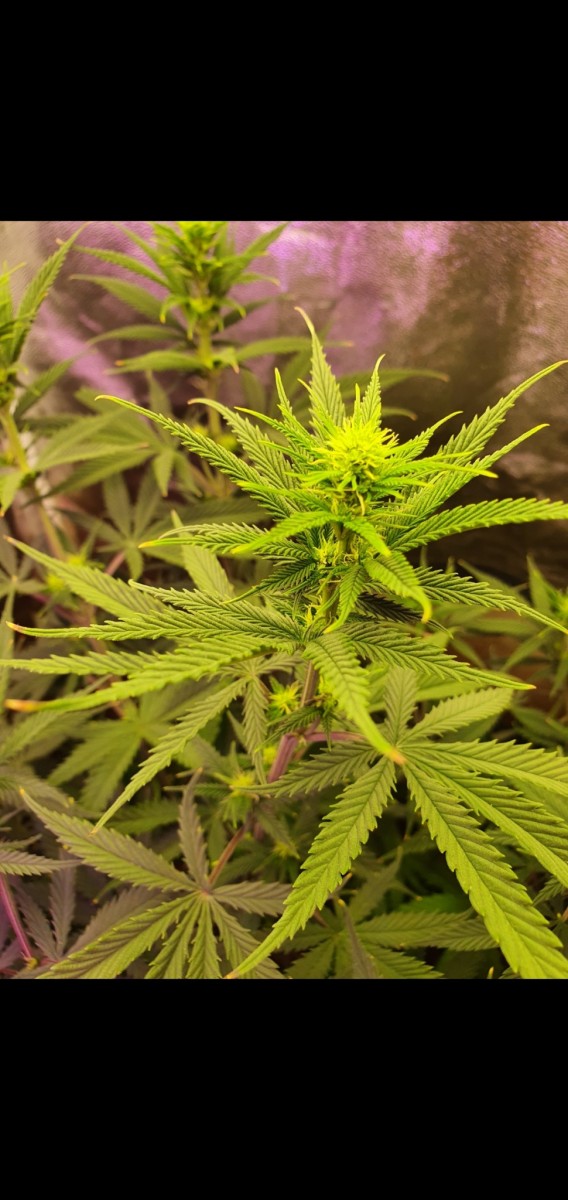 Screenshot_20210129-210959_Gallery