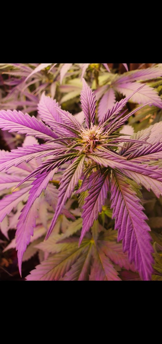 Screenshot_20210129-211055_Gallery