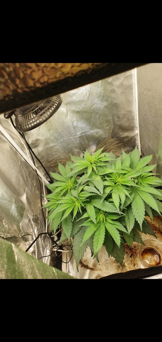 Screenshot_20210129-211214_Gallery