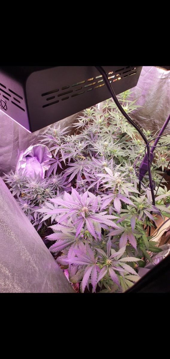 Screenshot_20210129-211207_Gallery