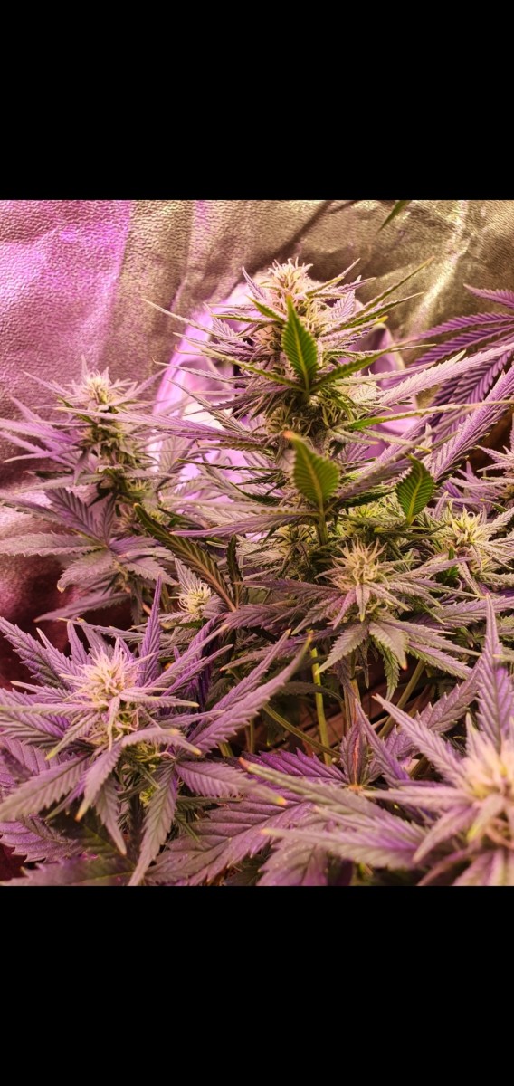 Screenshot_20210129-211121_Gallery