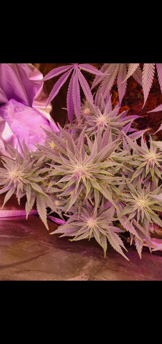 Screenshot_20210129-211111_Gallery