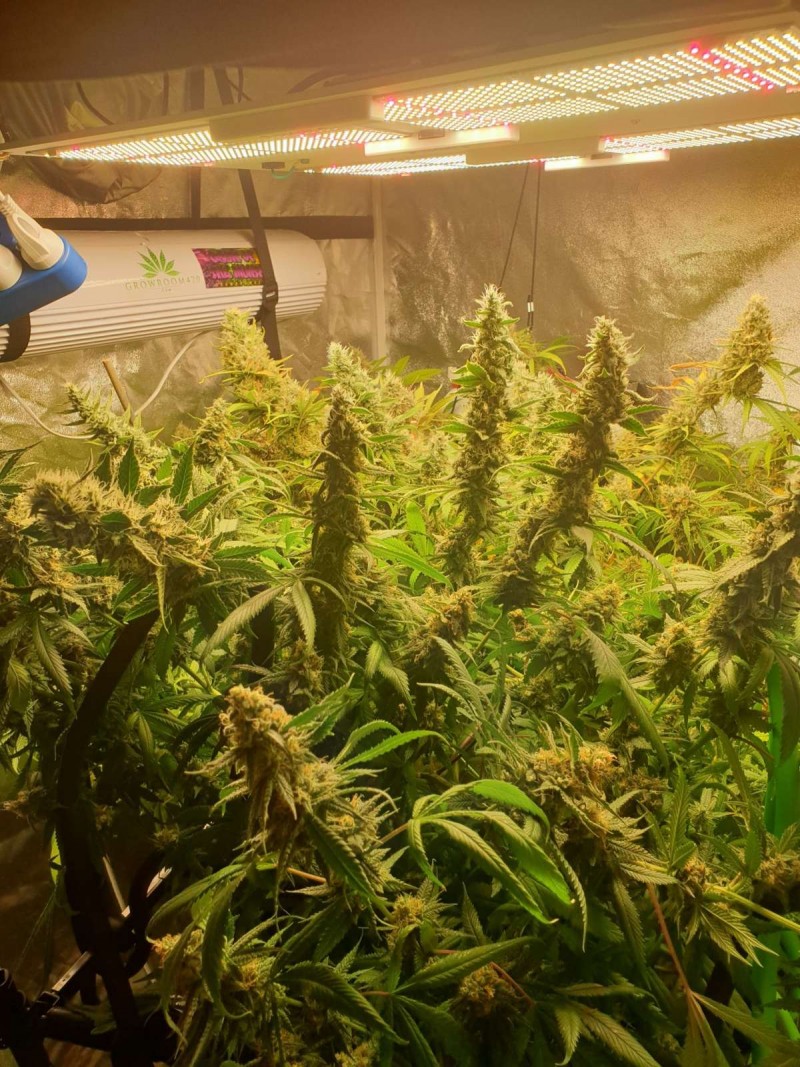 Hollyweed week 7b