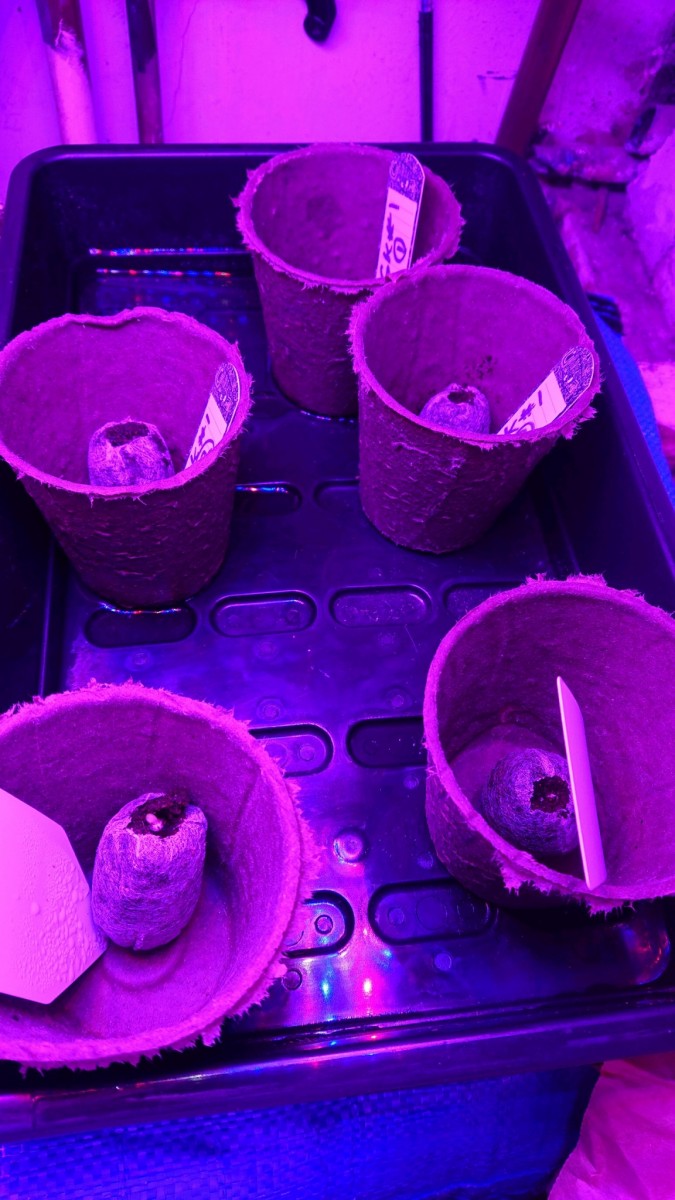 obscura1612114831847