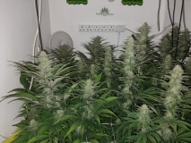 Blue Forest Berry And Agent orange