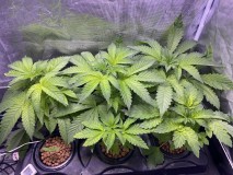 3FF5C327-BE0D-408A-BF69-FC234DF5F75F