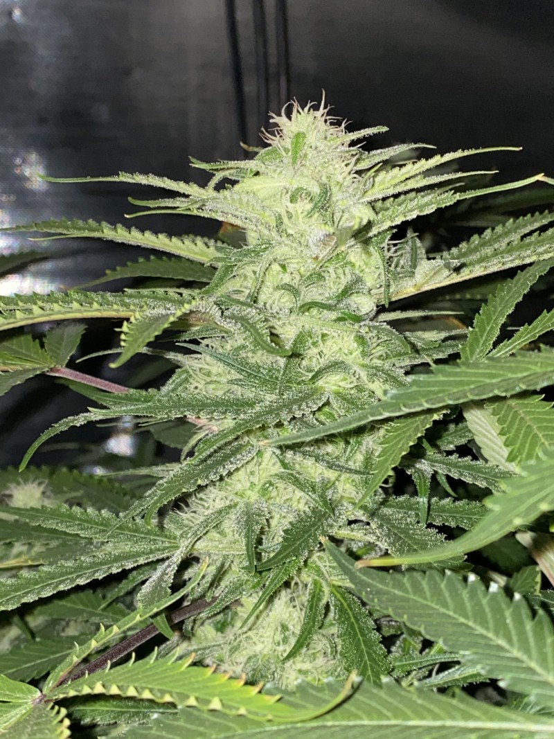 68E50C7C-72A3-463F-AEFC-CB0B1243EB14