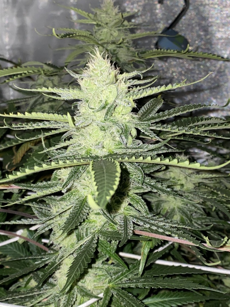 967DED13-7455-415B-B2F6-599419DAB7D9