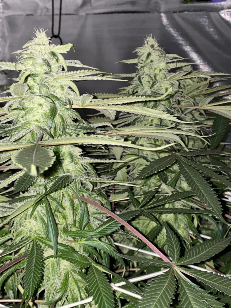 B31446D8-CAF9-4632-B158-800BDD64D3CA