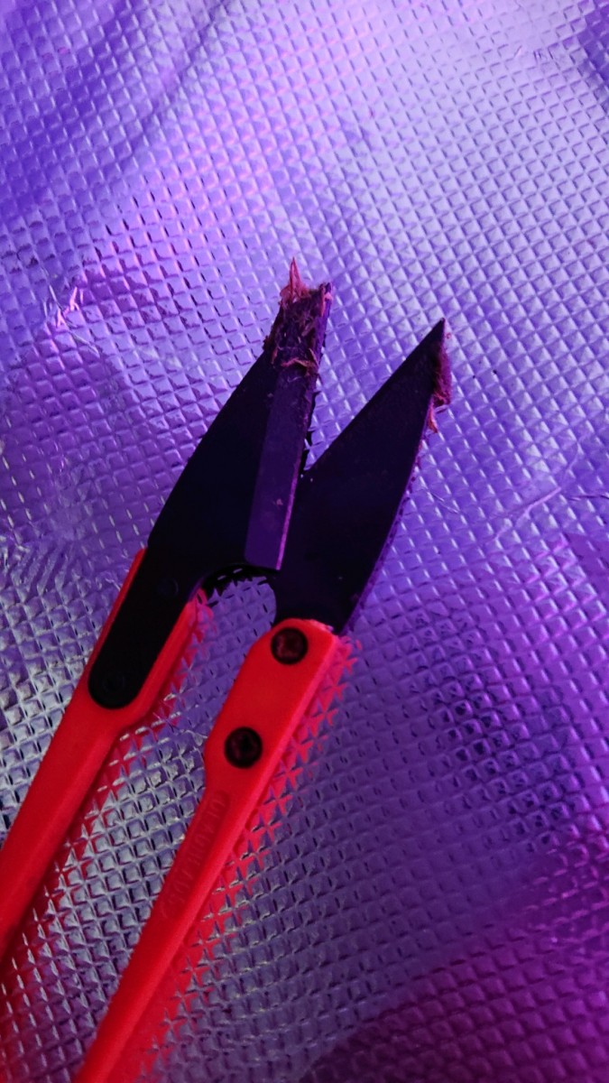 obscura1612473956837