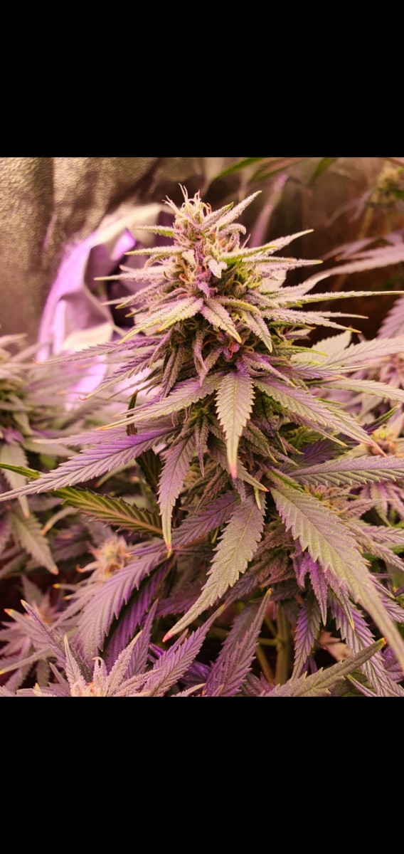 Screenshot_20210206-190840_Gallery