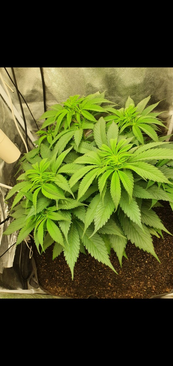 Screenshot_20210206-190907_Gallery