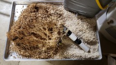 16126678864974022911278642801061