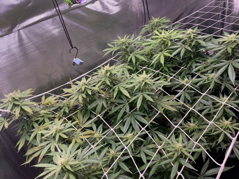 B7518A89-BB60-4329-BF4D-0FDEA930A2BC