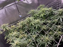 B7518A89-BB60-4329-BF4D-0FDEA930A2BC