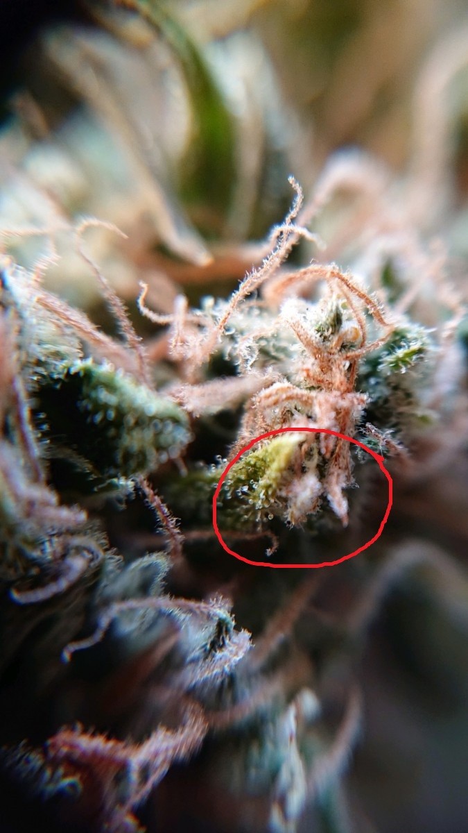 obscura1613142428067_