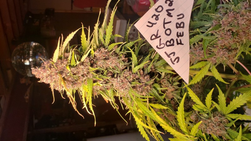 16131775122843163833205909465413