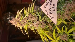 16131775122843163833205909465413