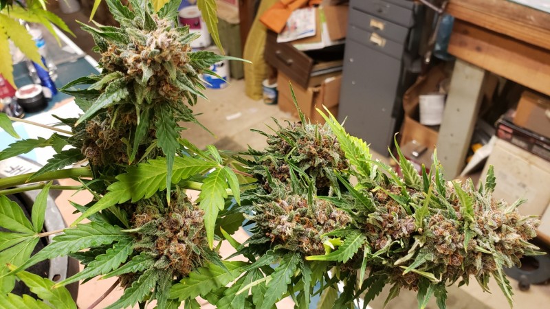 16131778851724057826335946989783