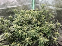 878D7FC5-6993-47D0-9788-A8E0ED6403BF