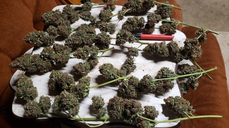 16133406043051098004793542556501