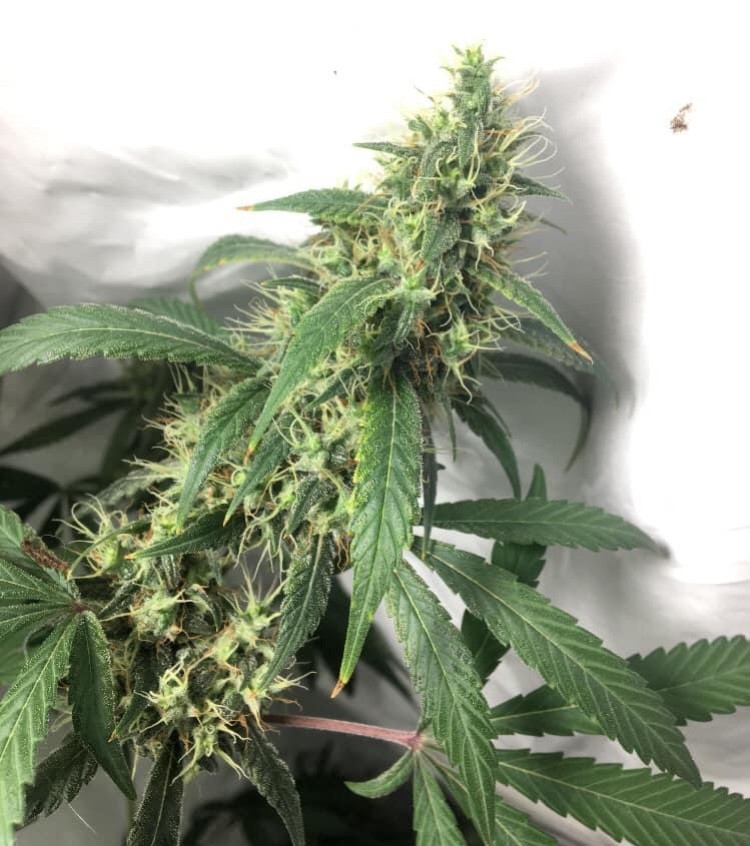 D68783C4-3CB4-4CAB-8AEE-B88AF4EF3759