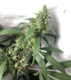 D68783C4-3CB4-4CAB-8AEE-B88AF4EF3759