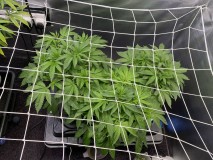 F803A86B-B51E-4A93-AD20-50A20B1F0C46