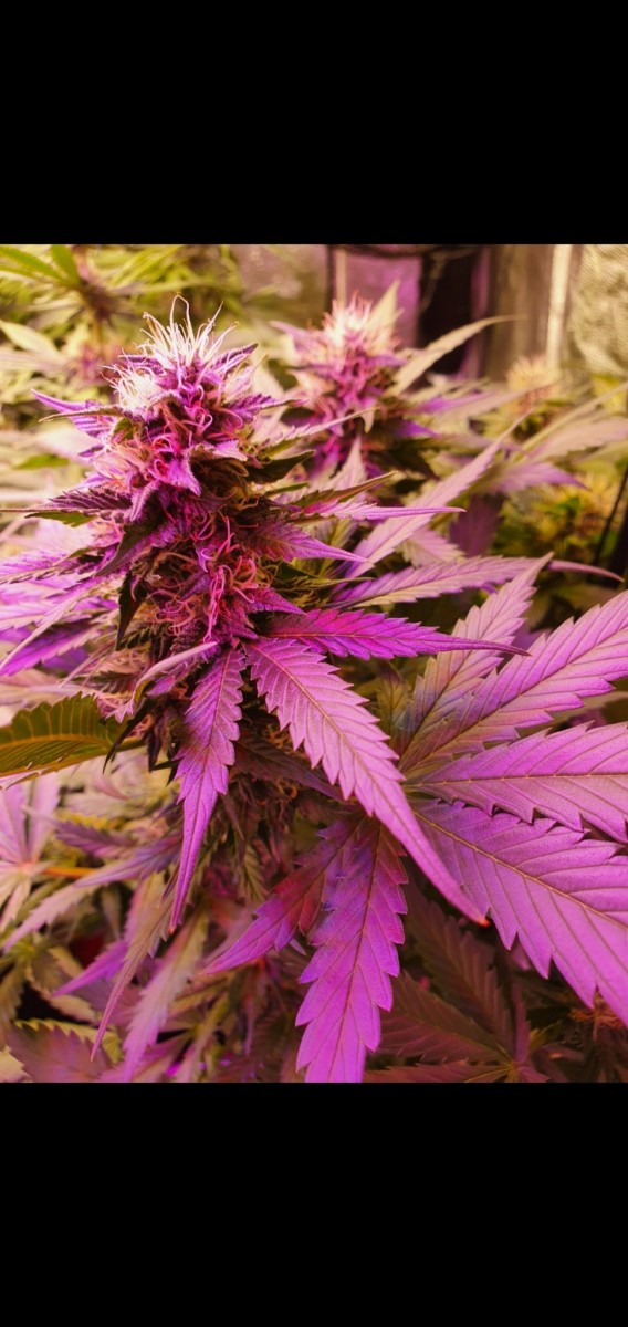 Screenshot_20210216-204301_Gallery