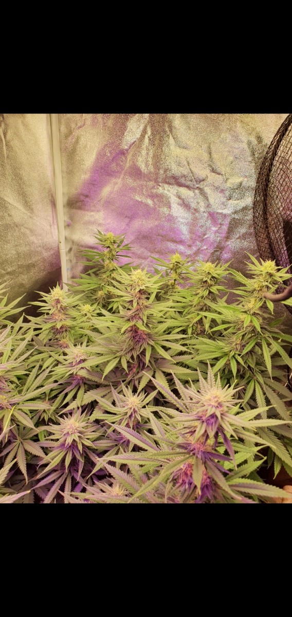 Screenshot_20210216-204252_Gallery