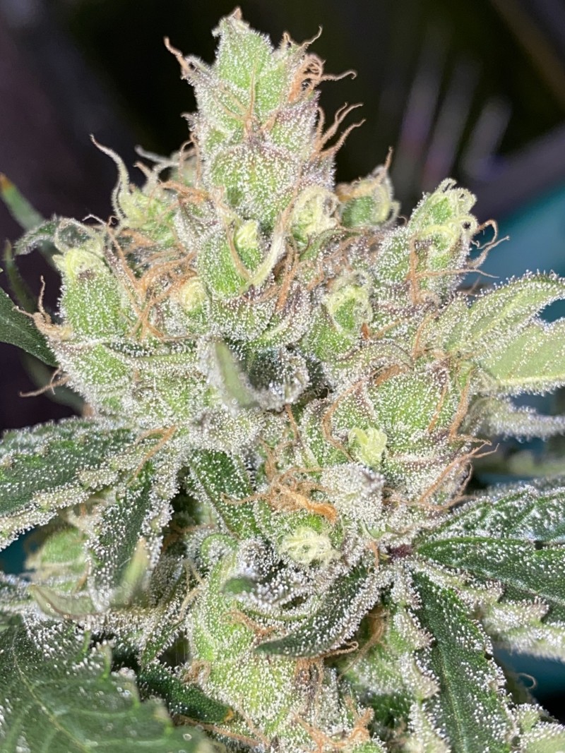 45E11377-1E70-415D-BE24-69C1402CB132