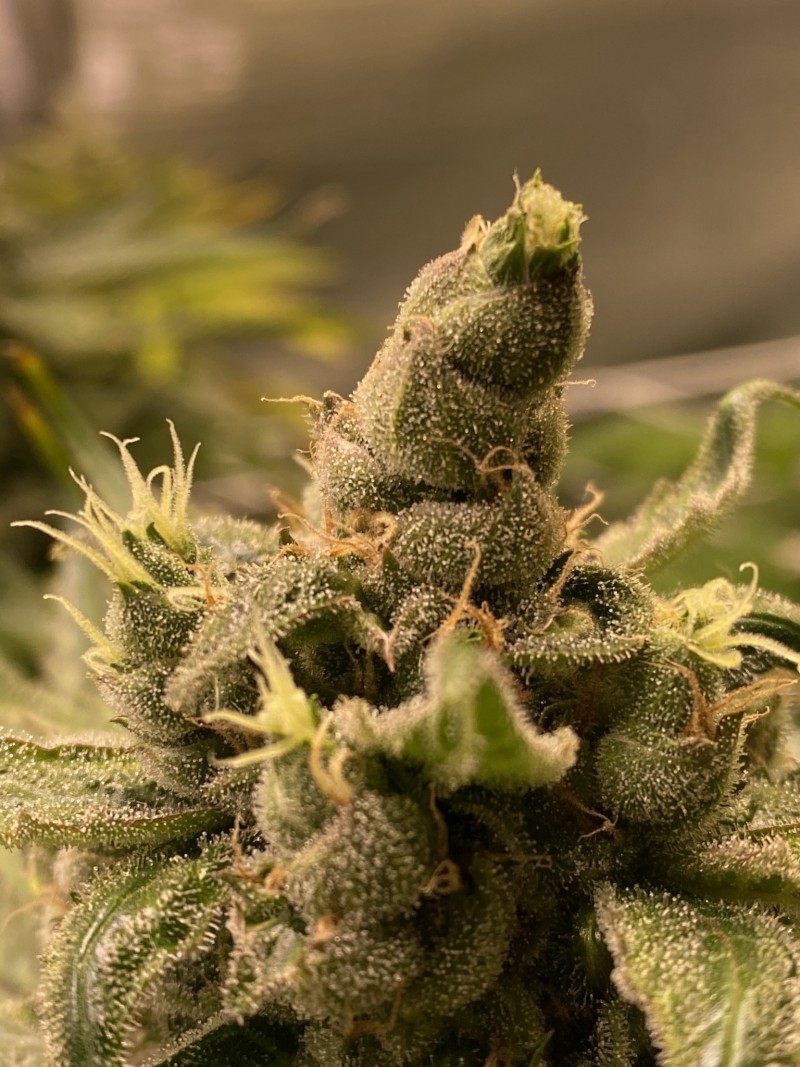 69A270BD-C628-49B1-8148-614CAA44EEDF