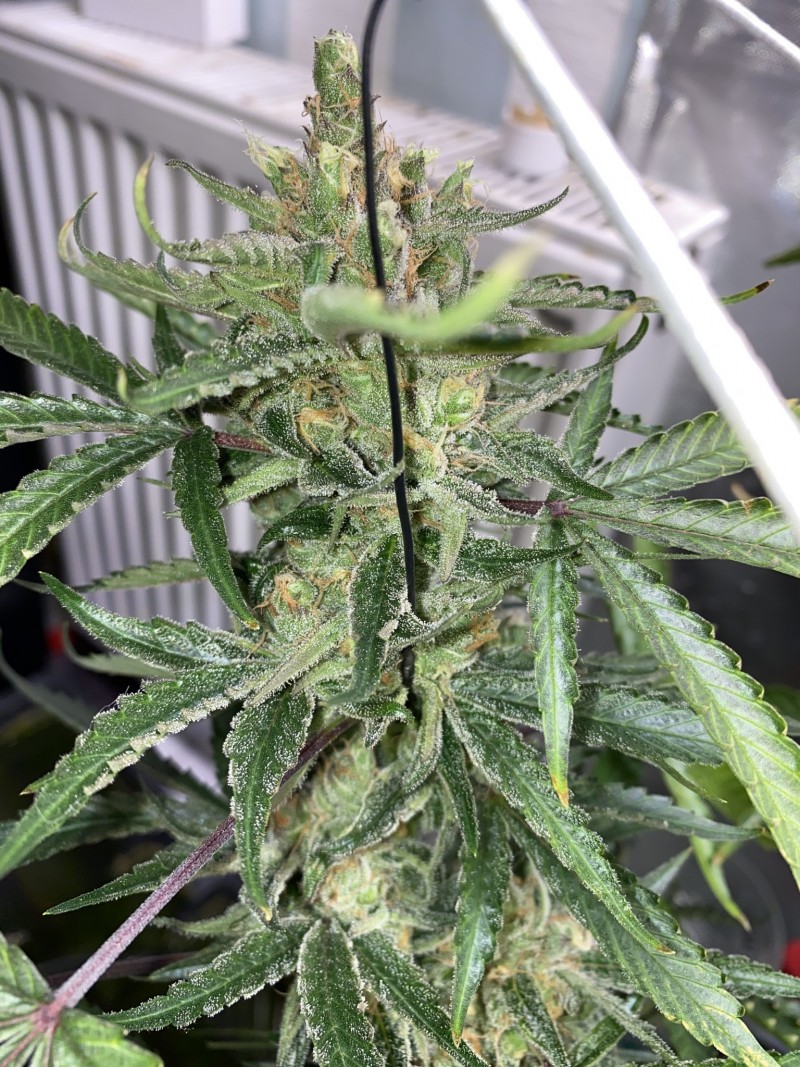 2EB55EE1-3735-45C3-881B-7B1FBD5B4F75