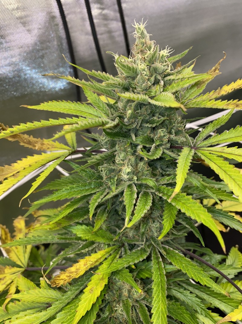 C625955C-04C2-43AD-B9BB-8545FBA3316D