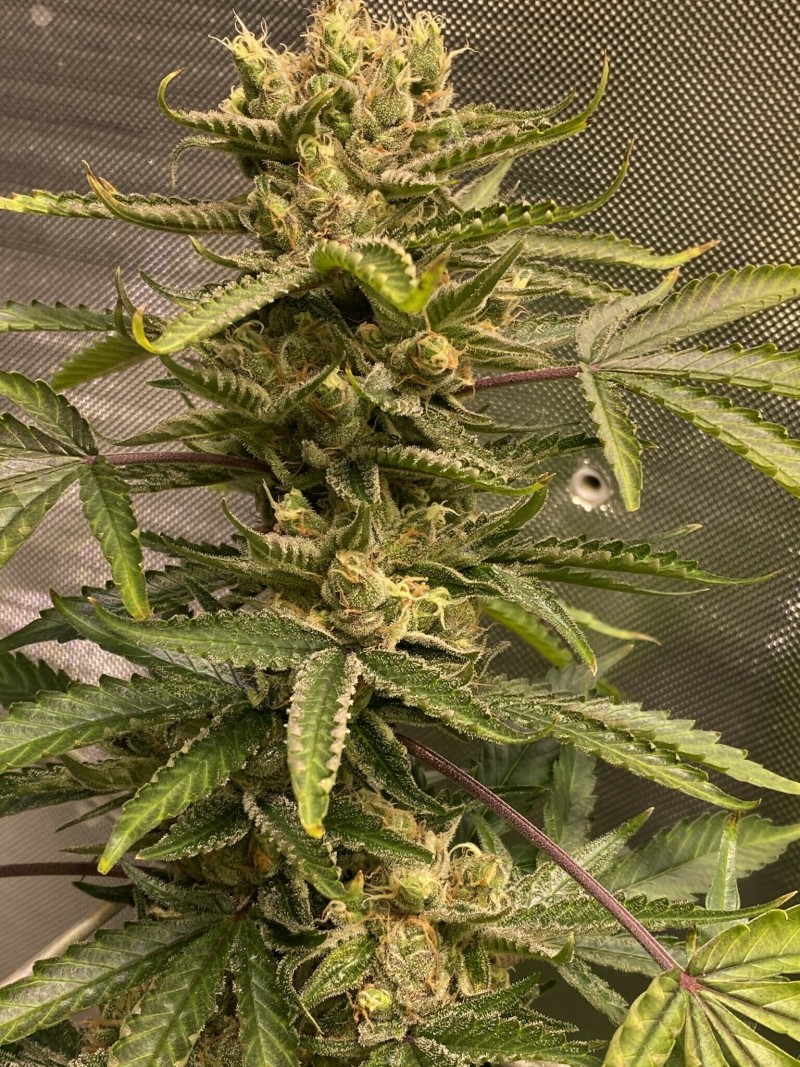 705420CD-F60A-4C4A-9535-152B1D8C6085