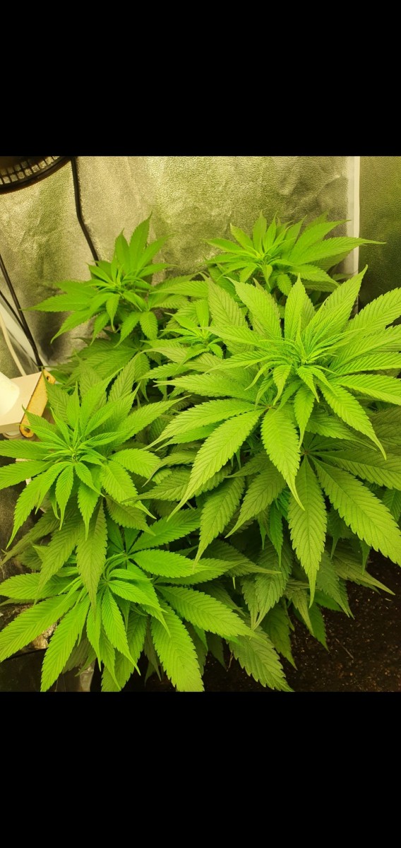 Screenshot_20210220-202155_Gallery