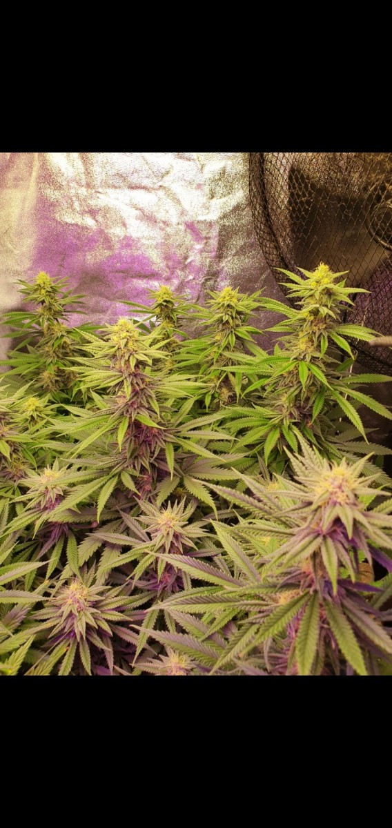 Screenshot_20210220-202134_Gallery