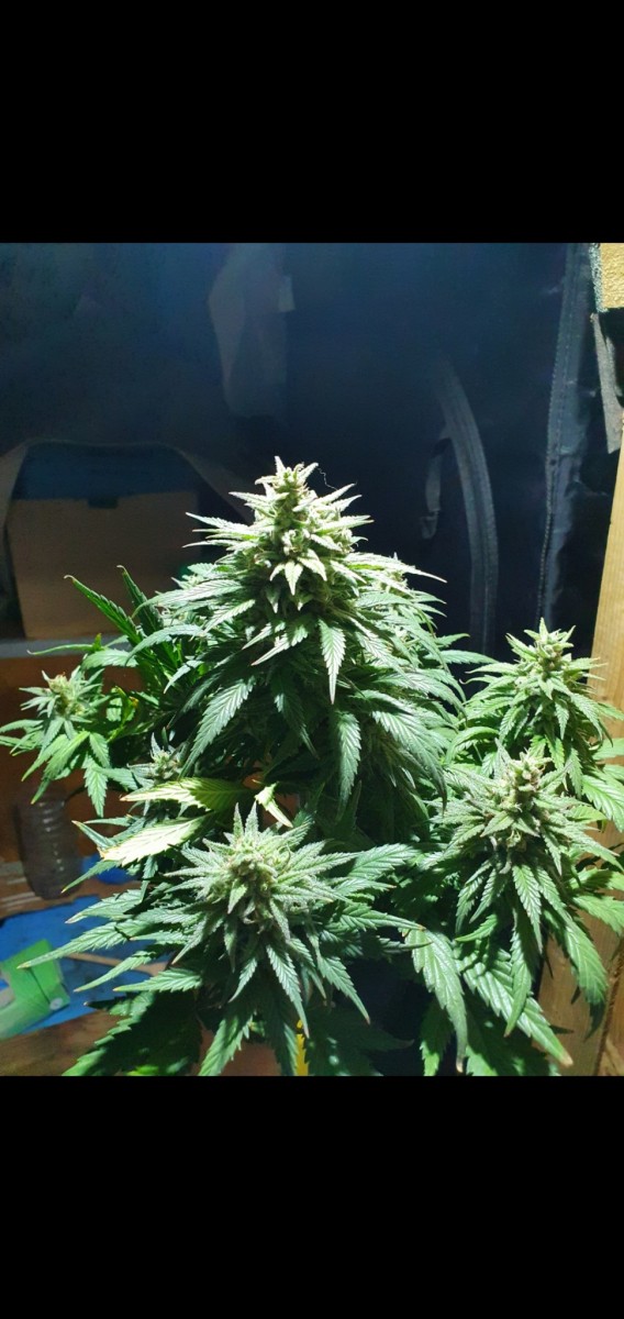 Screenshot_20210221-155024_Gallery