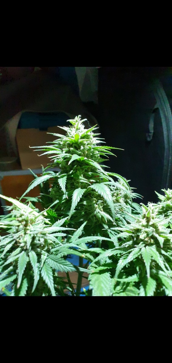 Screenshot_20210221-155017_Gallery