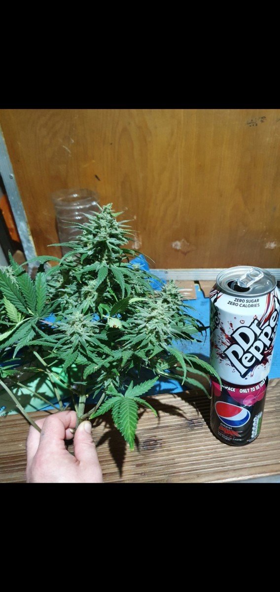 Screenshot_20210221-155009_Gallery