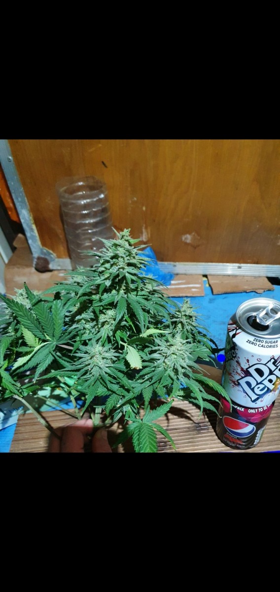 Screenshot_20210221-155005_Gallery