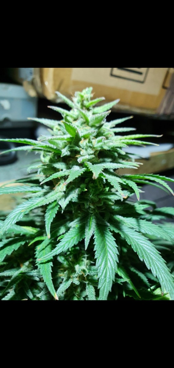 Screenshot_20210221-154843_Gallery