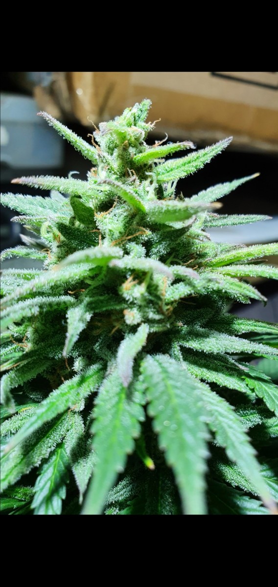 Screenshot_20210221-154836_Gallery