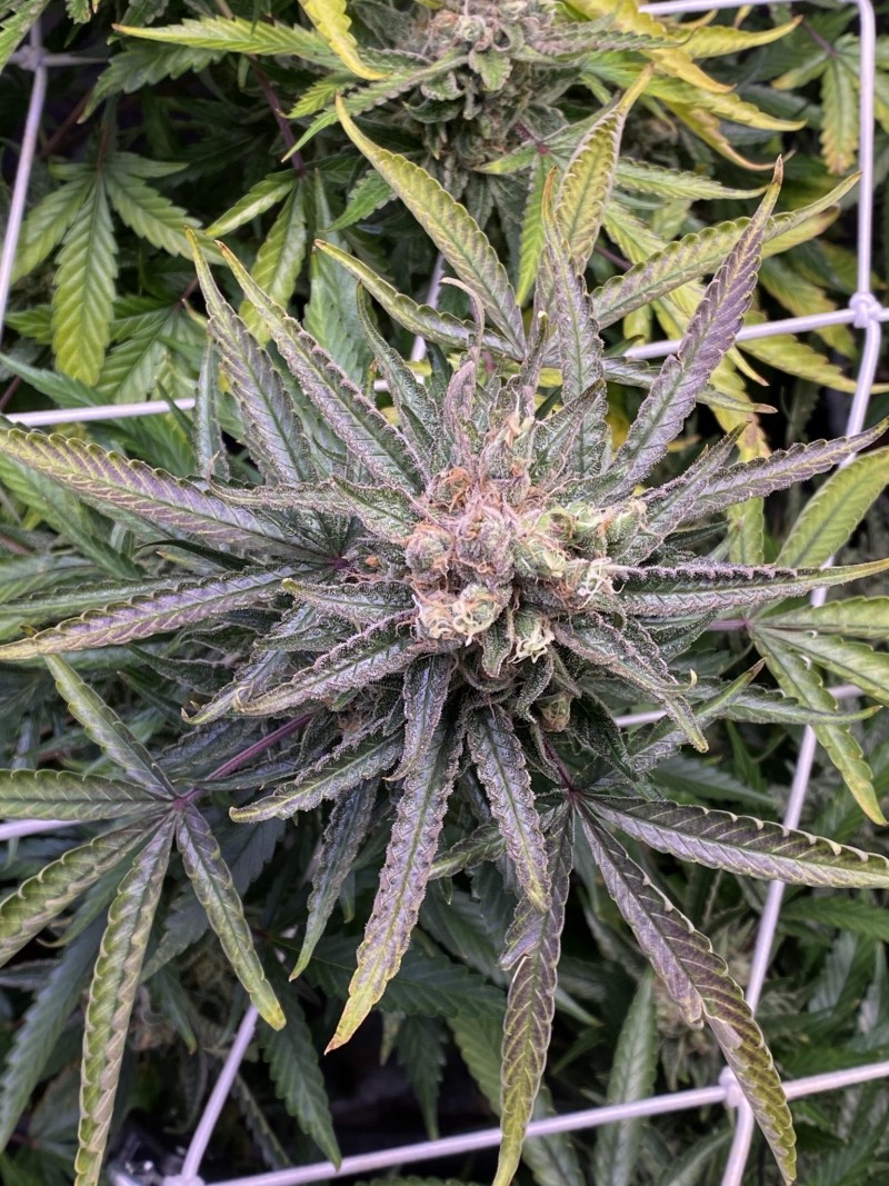 29D67DA0-757D-4B1A-AD81-35DC273C5B10