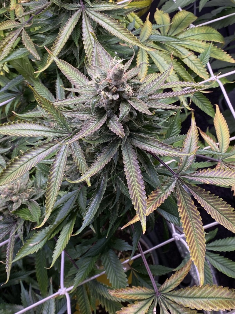 B8CF6785-ECC1-40CD-84B0-CF437A455822