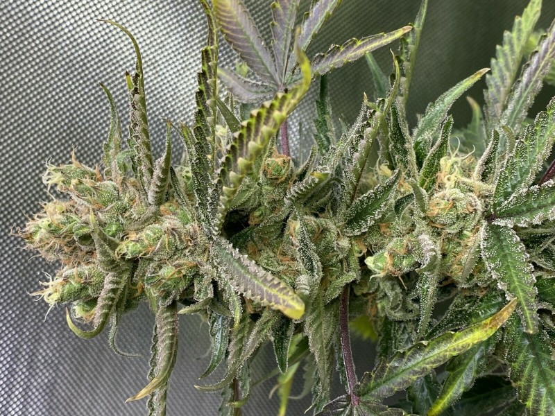 6D506CF7-1127-49C5-83AC-F11CA8DC3B97